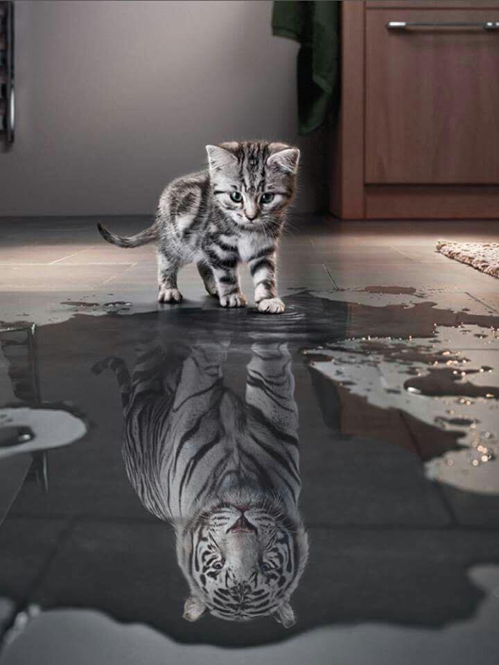 Này người bạn trẻ, bạn là mèo hay hổ?